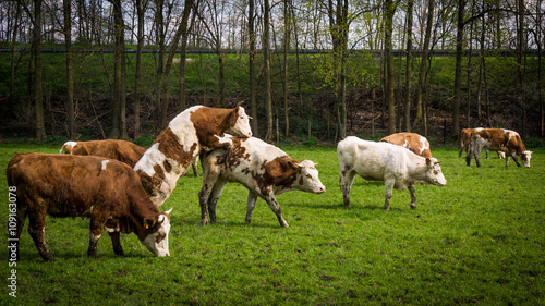 cows on meadow.  Cows grazing on a field © EwaStudio