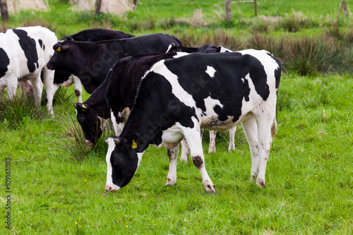 dairy cow. Cow grazing on a green meadow. © EwaStudio