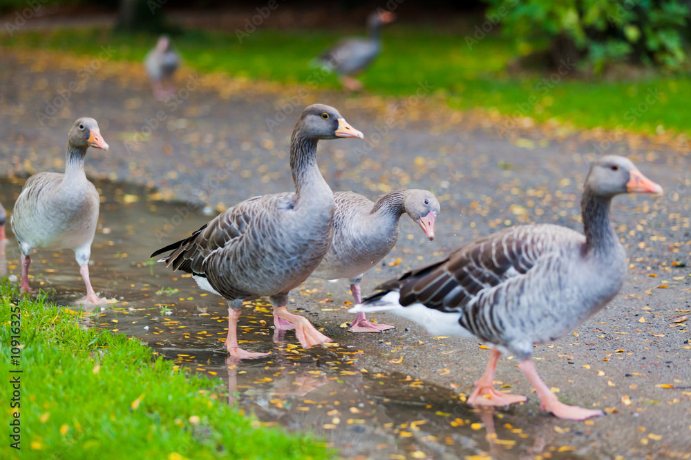 Greylag Goose Greylag Goose
