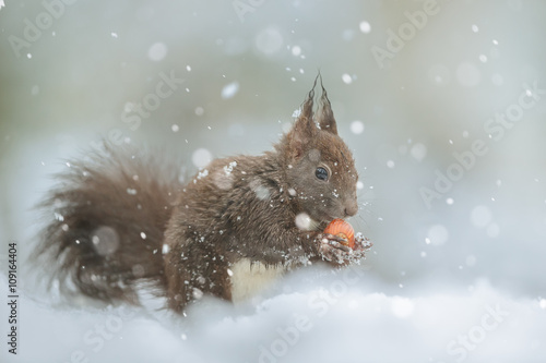 Winter squirrel with falling snow
