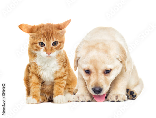 funny labrador puppy and kitten