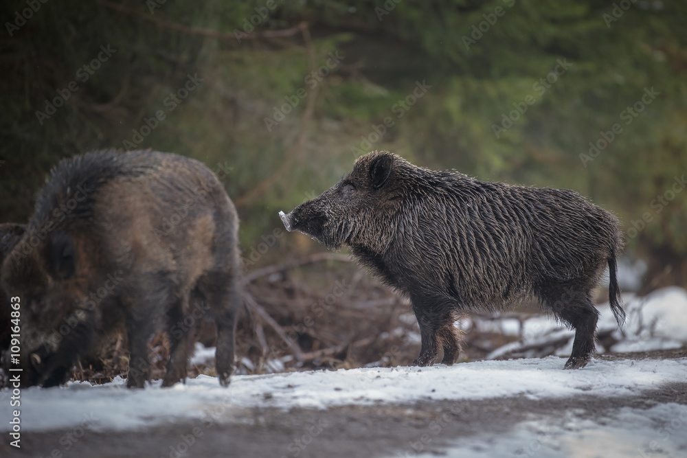 Fototapeta premium Two male boar in winter