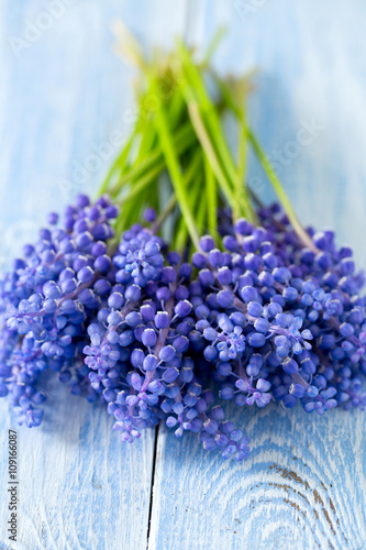 Blue muscari flowers  Grape hyacinth  on wooden background