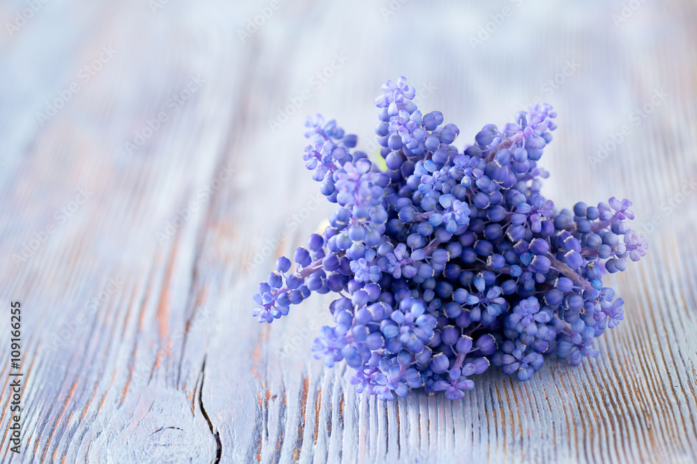 Fototapeta premium Blue muscari flowers (Grape hyacinth) on wooden background