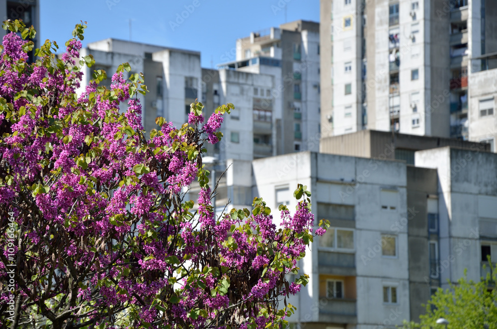 Part of lush tree top in spring with residential buildings in background, in spring time