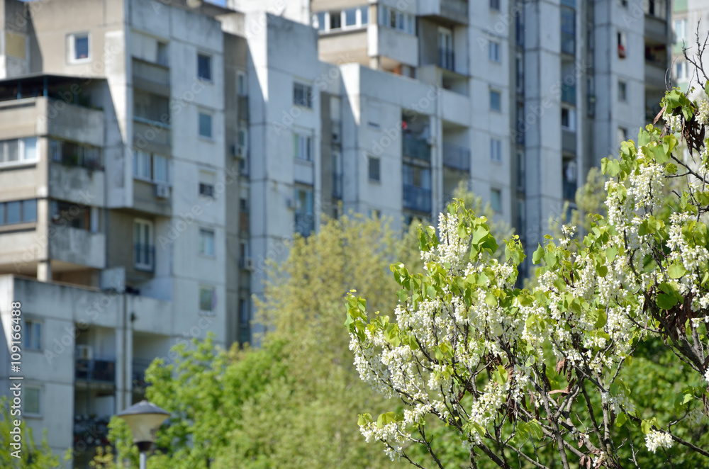 Part of lush tree top in spring with residential building in background Part of lush tree top in spring with residential building in background