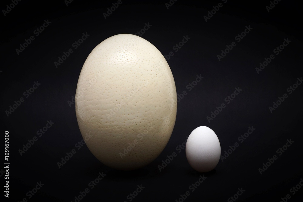 Ostrich egg and chicken egg Ostrich egg and chicken egg