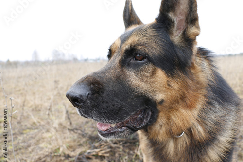 German shepherd dog in beautiful spring day © keleny