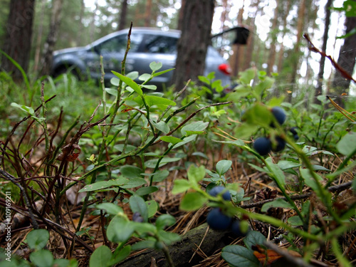 Car travel. Ripe blueberries on a blueberry bush with car background 