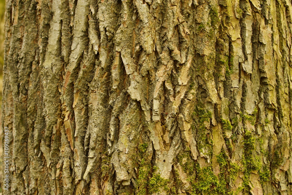 Bark of a lime tree Bark of a lime tree