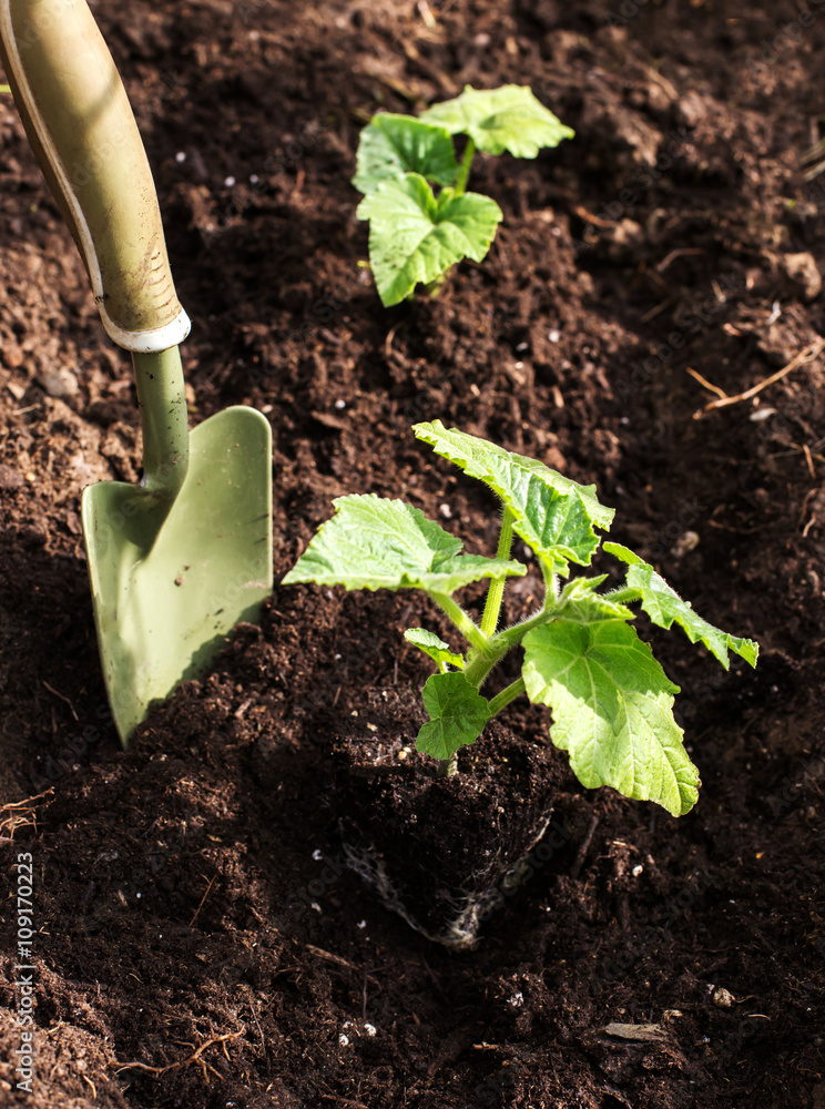 newborn plants in the ground and shovel newborn plants in the ground and shovel