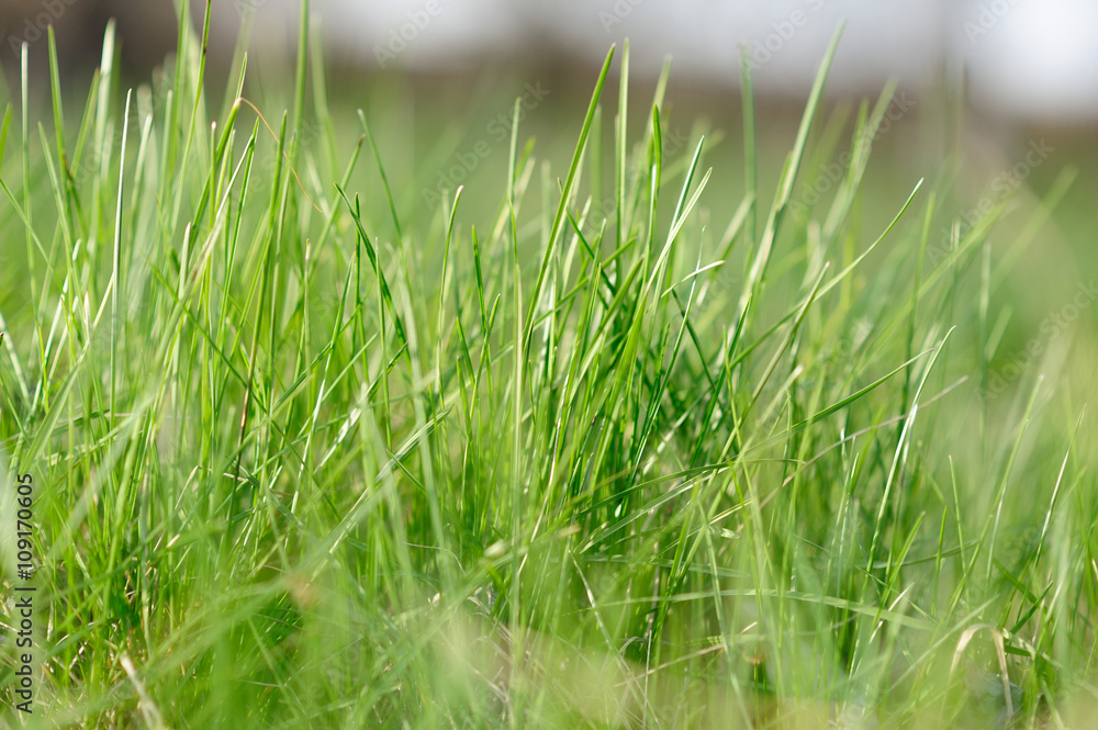 Green grass3 Green grass3