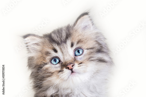 Foto cute longhair kitten with blue eyes