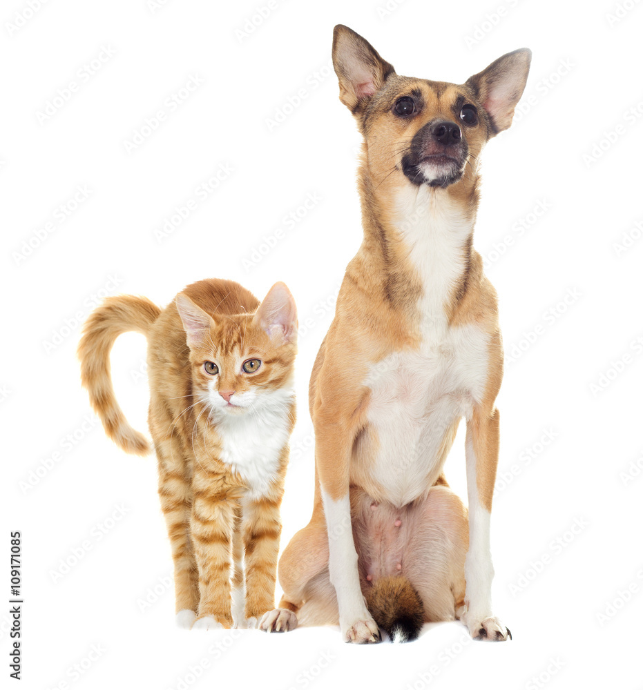 Cat and puppy on a white background isolated