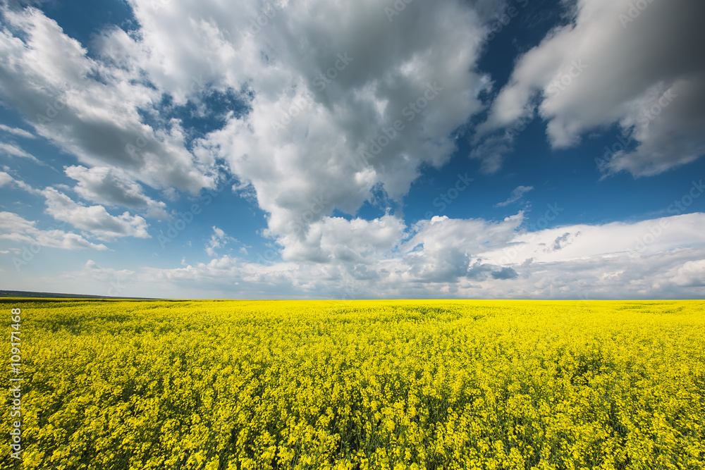 Big cloud on blue sky over yellow rape field