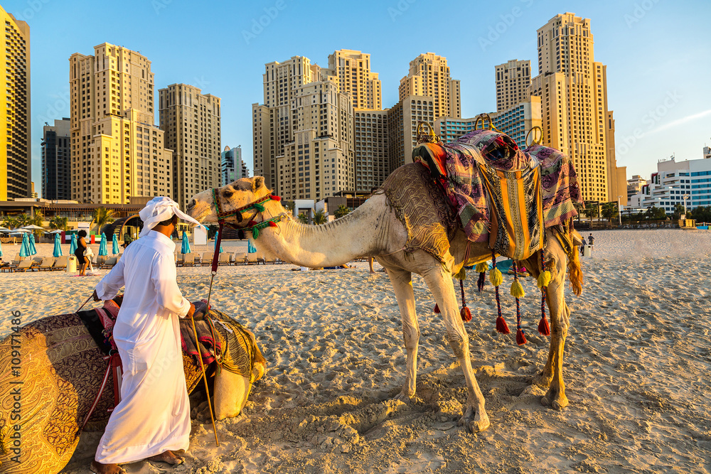 Obraz premium Camel in front of Dubai Marina