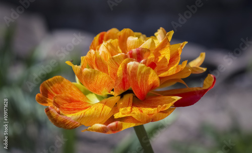 Beautiful red and yellow tulip in the garden Double Artist