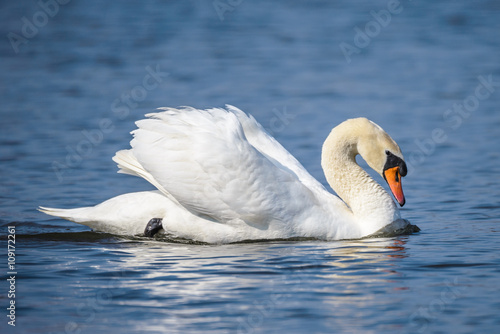 Mute swan (Cygnus olor) against blue water