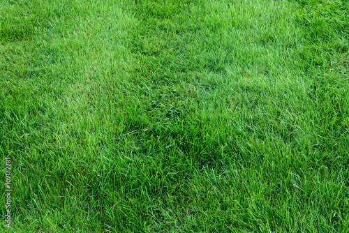 Background of grass, close up view of a healthy lawn 
