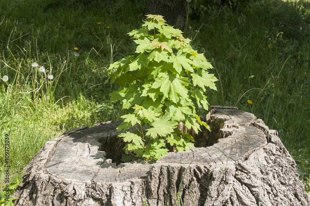 Sprouted sapling in cut oak tree log closeup Sprouted sapling in cut oak tree log closeup