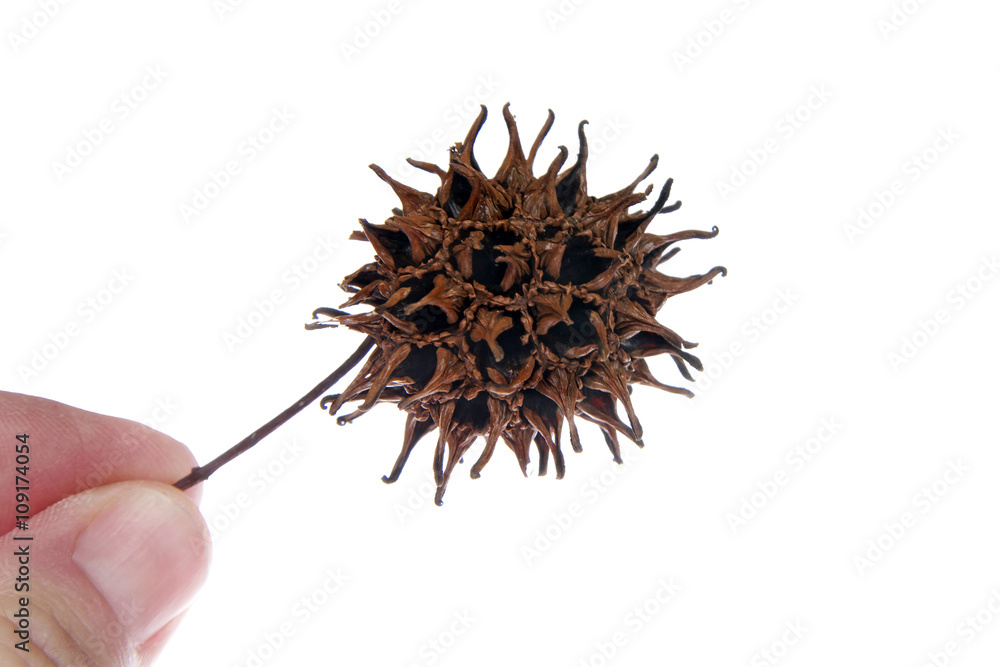 Sweet gum tree seed pod from Liquidambar styraciflua, commonly called