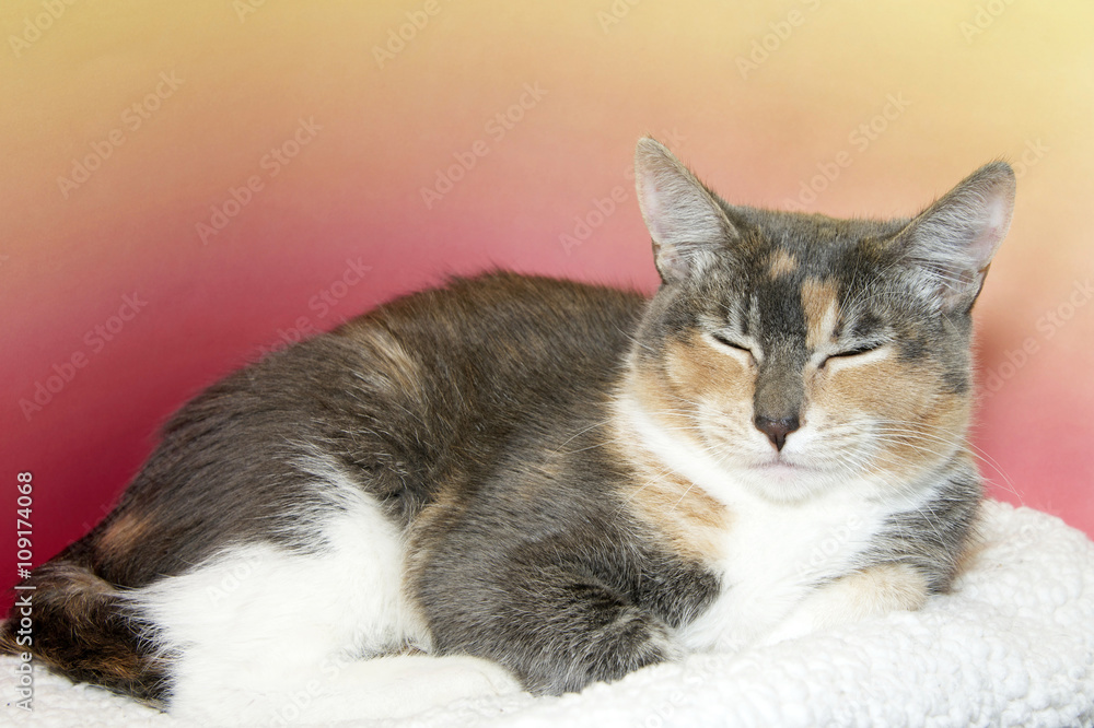 calico tabby cat sleeping on white blanket with textured pink and yellow background calico tabby cat sleeping on white blanket with textured pink and yellow background