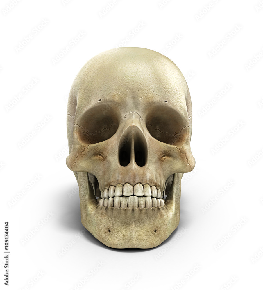 Human skull on isolated white background 3d render Human skull on isolated white background 3d render