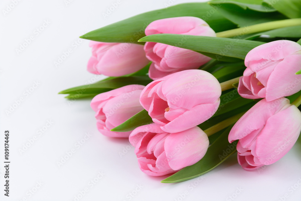 Pink fresh tulips flowers 