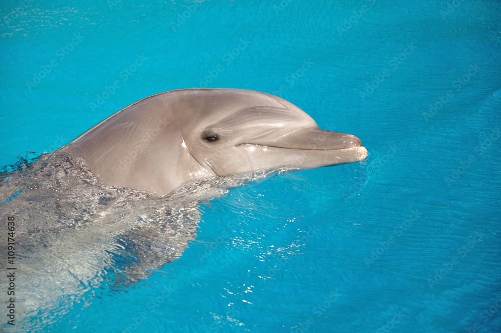 Naklejka premium Swim with Dolphins