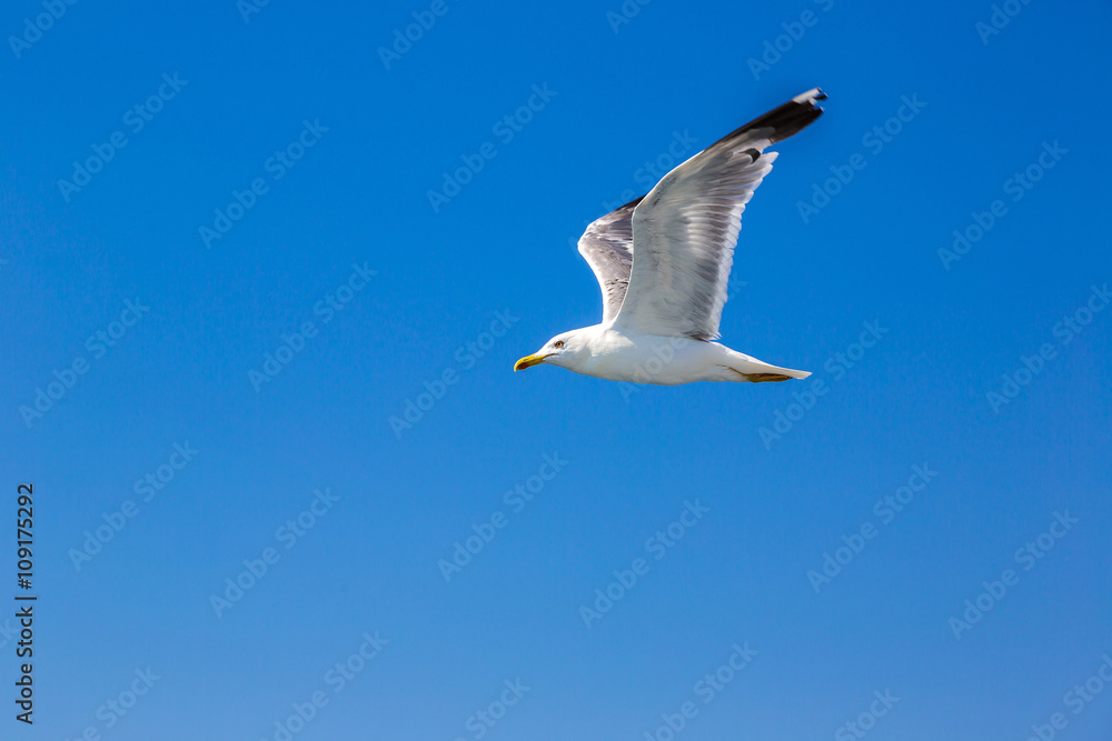 Naklejka premium Big seagull in sky