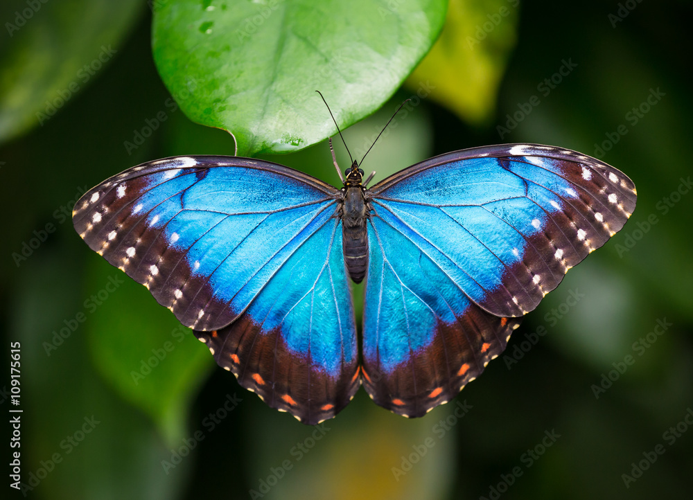 Obraz premium Niebieski morpho (morpho peleides) na zielonym tle przyrody.