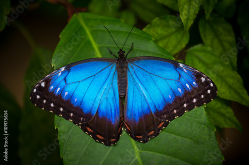 Blue morpho (morpho peleides) on green nature background.