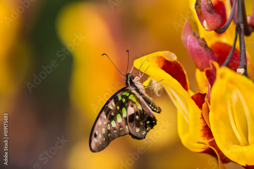 Graphium agamemnon on thunbergia mysorensis photo