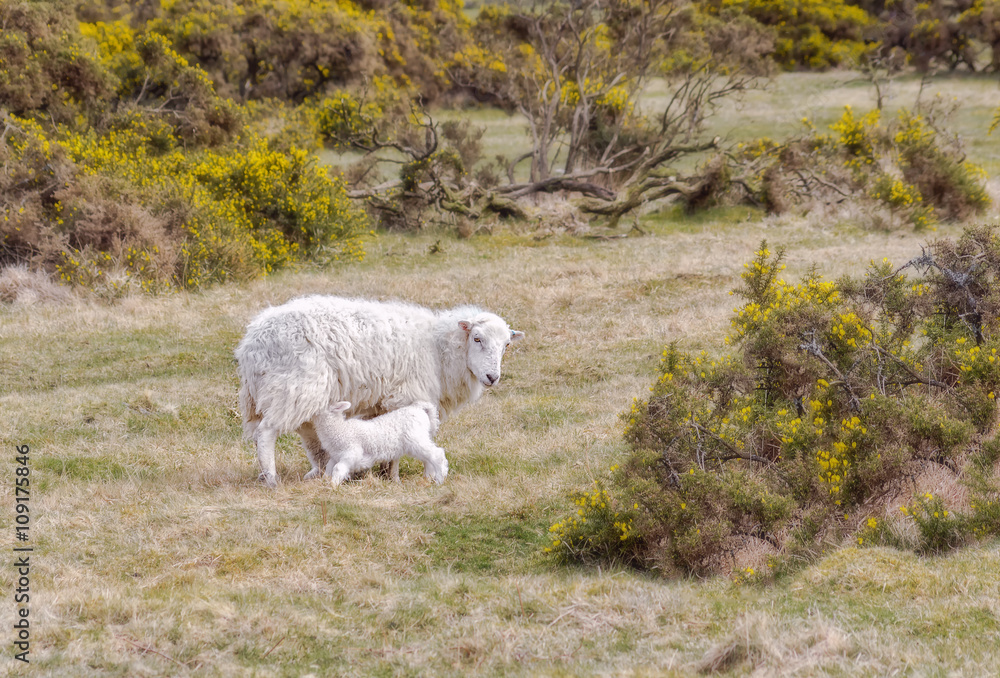Fototapeta premium Sheep family grazing in the park Dartmoor in southern England.