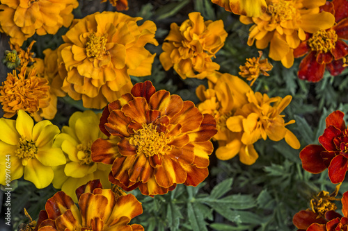 Flowers marigold © banedeki1