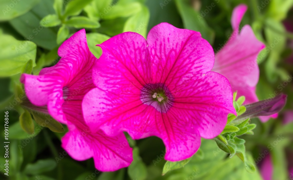 Pinkfarbene Garten-Petunien / Pink garden Petunia Pinkfarbene Garten-Petunien / Pink garden Petunia