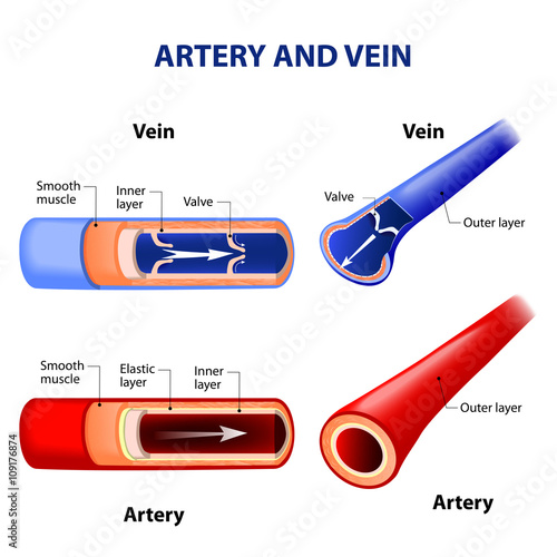 artery and vein. photo