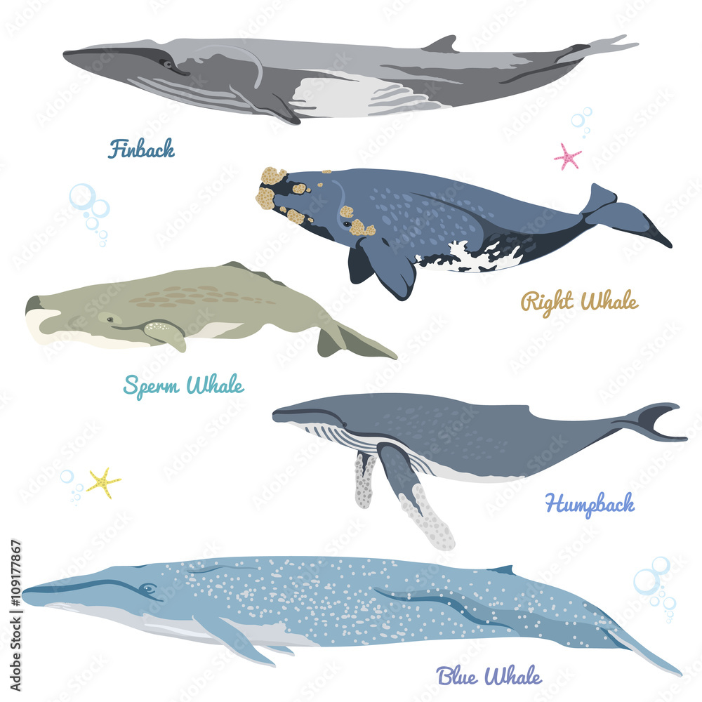 Naklejka premium Set of Whales from the world / Pygmy right whale, Bowhead Whale, Long-finned pilot Whale, Killer Whale, Pygmy Sperm Whale.