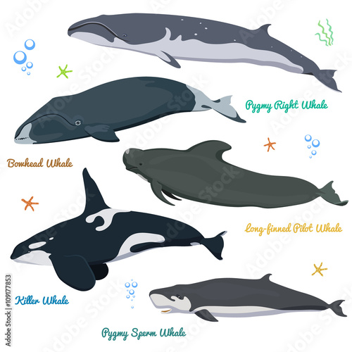 Set of Whales from the world / Pygmy right whale, Bowhead Whale, Long-finned pilot Whale, Killer Whale, Pygmy Sperm Whale.