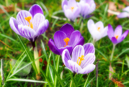 Krokusse im Frühling