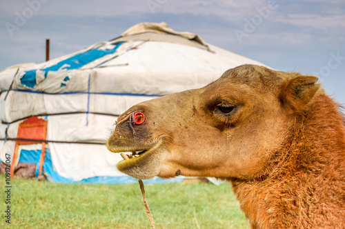 Camel in front of Mongolian yurt
