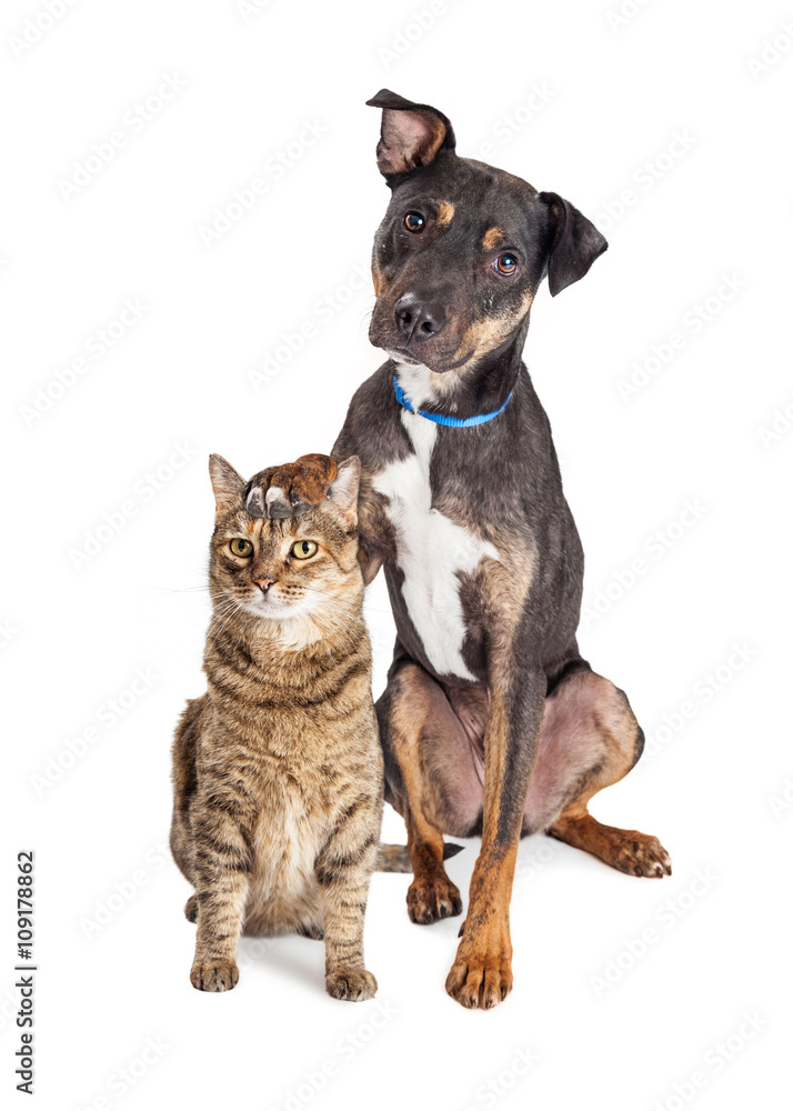 Fototapeta premium Dog With Paw on Head of Cat