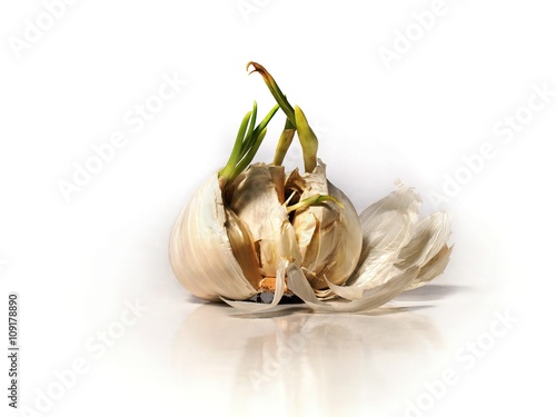 budding cloves of garlic in garlic bulb on white bacground