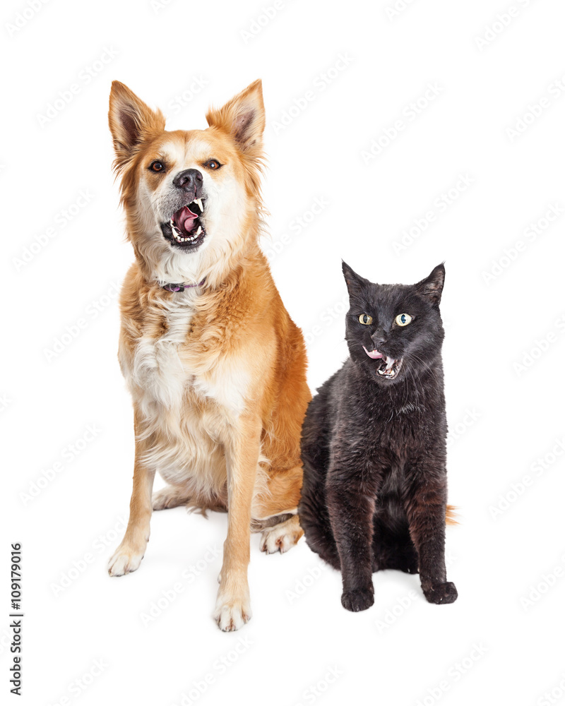Hungry Dog and Cat Together Tongues Out