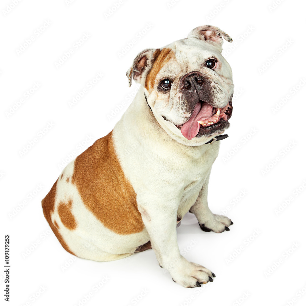 Bulldog Sitting to Side Looking Forward Bulldog Sitting to Side Looking Forward