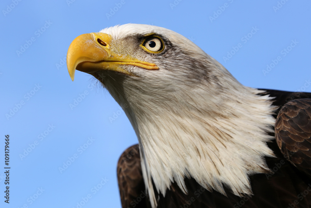 Naklejka premium Bald eagle