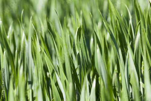 Leaves of wheat. close-up 