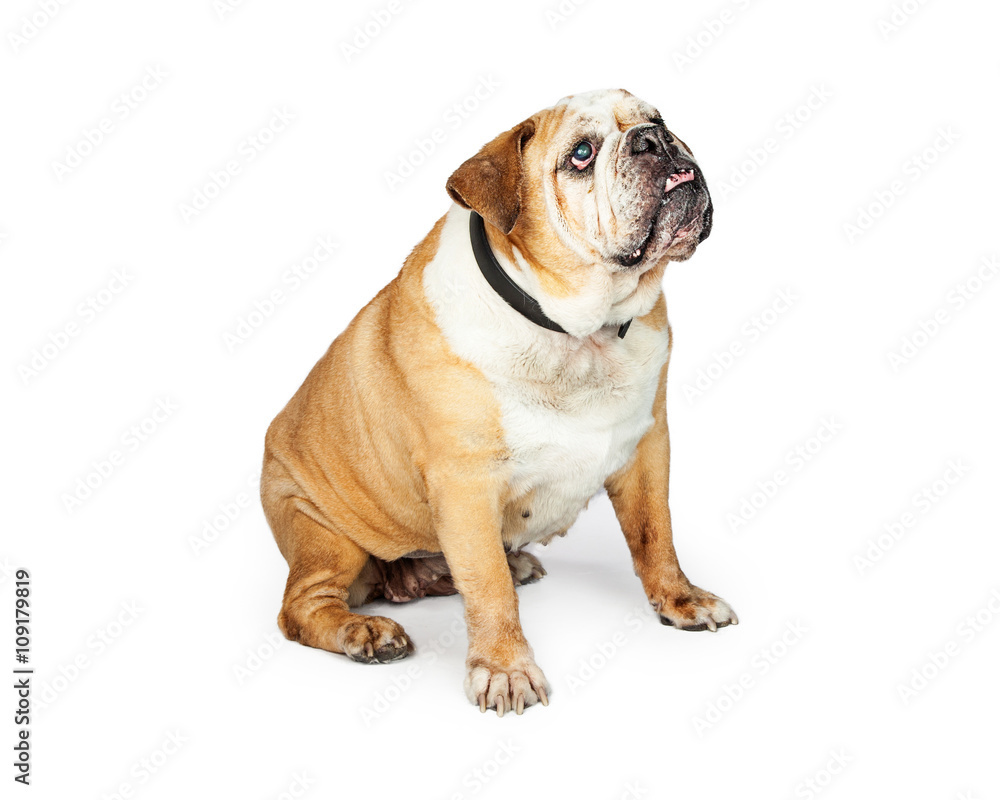 Senior Bulldog Breed Dog Sitting to Side