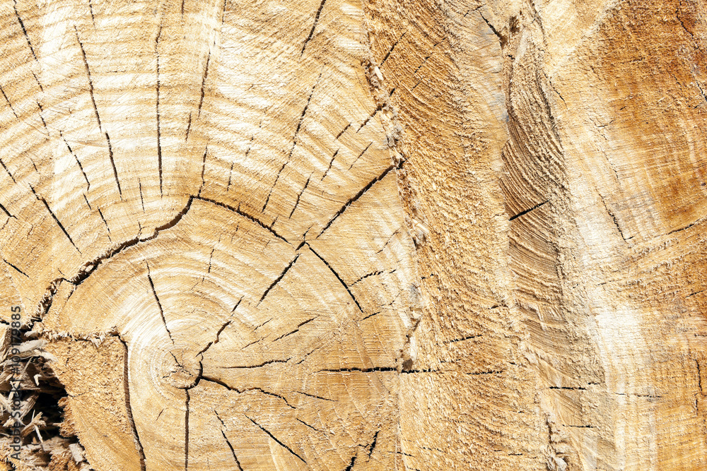 Naklejka premium tree harvesting, close-up 