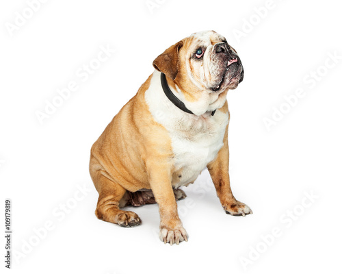 Senior Bulldog Breed Dog Sitting to Side © adogslifephoto